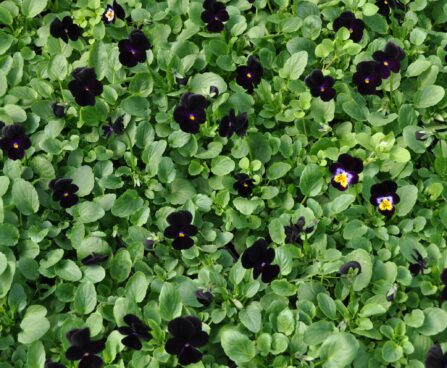 Viola