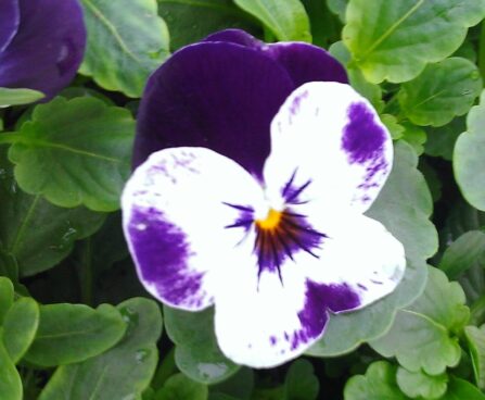 1570_2318_Viola_Penny_Mickey.jpg