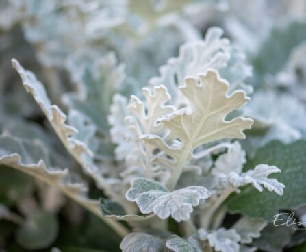 1586_10569_Senecio_cineraria_vilt-ristirohi_2.jpg