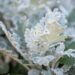 1586_10569_Senecio_cineraria_vilt-ristirohi_2.jpg