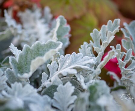 1586_10570_Senecio_cineraria_vilt-ristirohi_3.jpg
