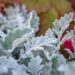 1586_10570_Senecio_cineraria_vilt-ristirohi_3.jpg