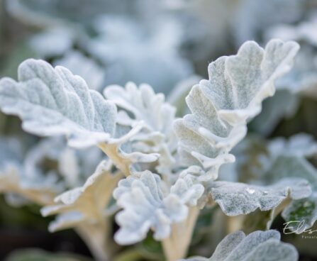 1586_10571_Senecio_cineraria_vilt-ristirohi_4.jpg