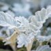 1586_10571_Senecio_cineraria_vilt-ristirohi_4.jpg