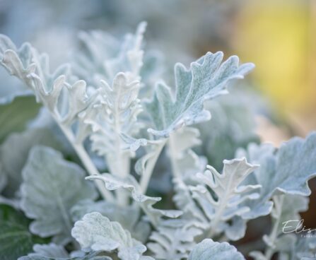 1586_10572_Senecio_cineraria_vilt-ristirohi.jpg
