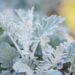1586_10572_Senecio_cineraria_vilt-ristirohi.jpg