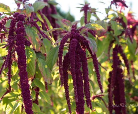 1592_6735_Amaranthus_caudatus.JPG