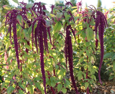 1592_6736_Amaranthus_caudatus_2.JPG