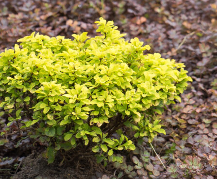 1610_6416_Berberis_thunbergii.jpg