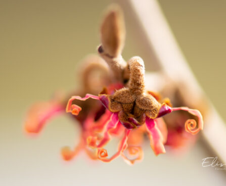 1634_11250_Hamamelis_x_intermedia_Jelena_noiapuu_3.jpg