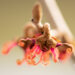 1634_11250_Hamamelis_x_intermedia_Jelena_noiapuu_3.jpg
