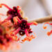 1634_11251_Hamamelis_x_intermedia_Jelena_noiapuu_4.jpg