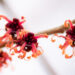 1634_11252_Hamamelis_x_intermedia_Jelena_noiapuu_5.jpg
