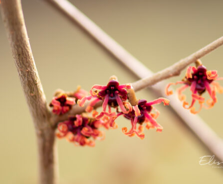 1634_11253_Hamamelis_x_intermedia_Jelena_noiapuu_6.jpg