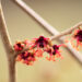 1634_11253_Hamamelis_x_intermedia_Jelena_noiapuu_6.jpg