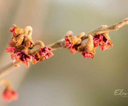 1634_11254_Hamamelis_x_intermedia_Jelena_noiapuu.jpg