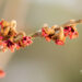 1634_11254_Hamamelis_x_intermedia_Jelena_noiapuu.jpg