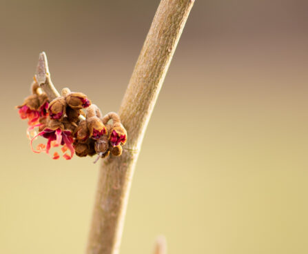1634_11255_Hamamelis_x_intermedia_Jelena_noiapuu_2.jpg
