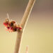 1634_11255_Hamamelis_x_intermedia_Jelena_noiapuu_2.jpg