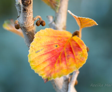 1634_6364_Hamamelis_x_intermedia.jpg