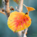 1634_6364_Hamamelis_x_intermedia.jpg