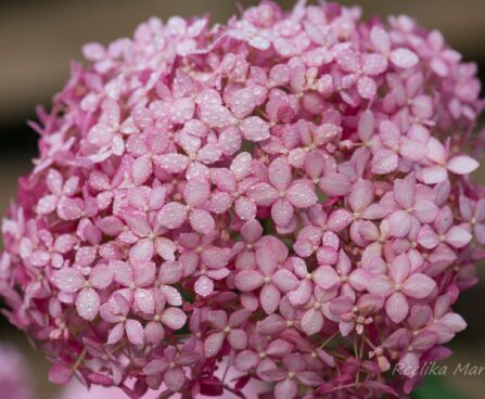 1635_6756_Hydrangea_arborescens_Invincibelle_Pink Annabelle hortensia.JPG