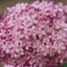 1635_6756_Hydrangea_arborescens_Invincibelle_Pink Annabelle hortensia.JPG