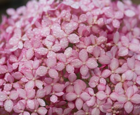 1635_6757_Hydrangea_arborescens_Invincibelle_Pink Annabelle hortensia_2.JPG