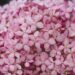 1635_6757_Hydrangea_arborescens_Invincibelle_Pink Annabelle hortensia_2.JPG