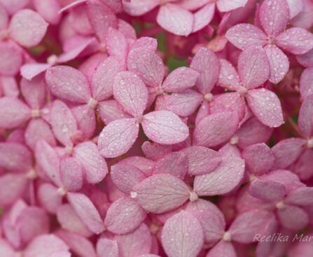 1635_6758_Hydrangea_arborescens_Invincibelle_Pink Annabelle hortensia_3.JPG