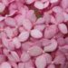 1635_6758_Hydrangea_arborescens_Invincibelle_Pink Annabelle hortensia_3.JPG