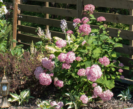 1635_6778_Hydrangea_arborescens_Invincibelle_Pink Annabelle.JPG