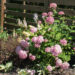 1635_6778_Hydrangea_arborescens_Invincibelle_Pink Annabelle.JPG