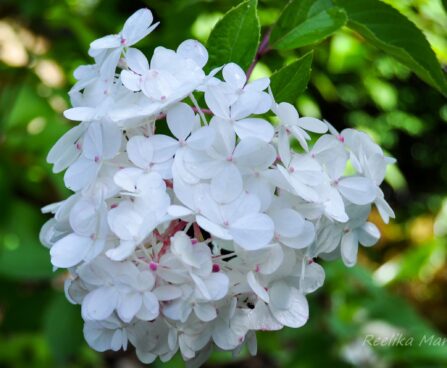 1636_4287_Hydrangea_Vanilla_Fraise.jpg