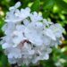 1636_4287_Hydrangea_Vanilla_Fraise.jpg