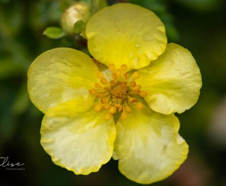 1640_9720_Potentilla_fruticosa_Elizabeth_harilik_poosasmaran.jpg
