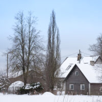 1644_11225_Quercus_robur_Fastigiata__harilik_tamm_2.jpg