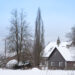 1644_11225_Quercus_robur_Fastigiata__harilik_tamm_2.jpg