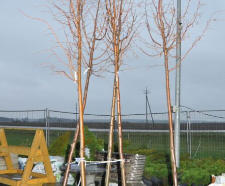 1654_2714_Tilia.JPG