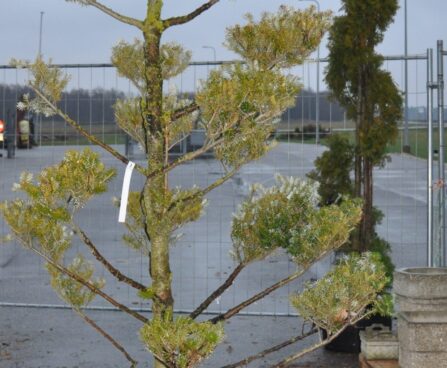 1660_2713_Abies_koreana_bonsai.JPG