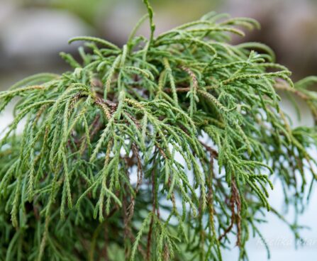 1665_6494_Chamaecyparis_pisifera_Filifera_Nana.JPG