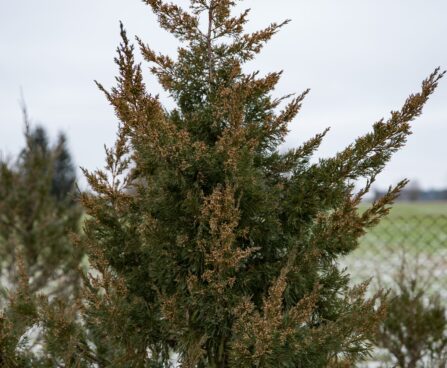 1667_7044_Juniperus_chinensis_Mountbatten__3.JPG