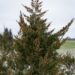 1667_7044_Juniperus_chinensis_Mountbatten__3.JPG