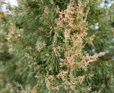 1667_7045_Juniperus_chinensis_Mountbatten__2.JPG