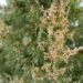 1667_7045_Juniperus_chinensis_Mountbatten__2.JPG