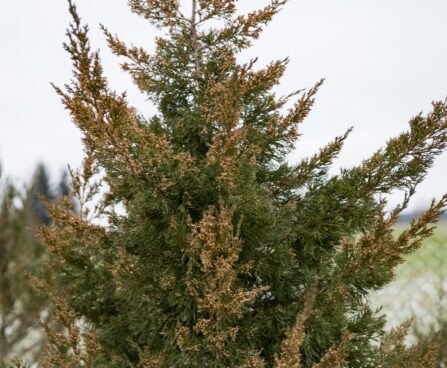 1667_7046_Juniperus_chinensis_Mountbatten_.JPG