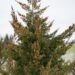 1667_7046_Juniperus_chinensis_Mountbatten_.JPG