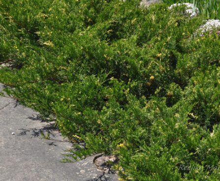 1677_7681_Juniperus_horizontalis_Variegata_.JPG