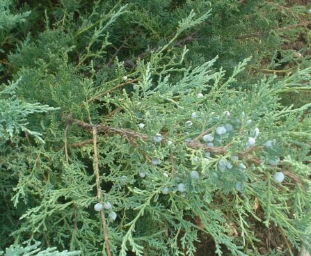 1682_5157_Juniperus_virginiana_Grey_Owl.JPG