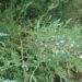1682_5157_Juniperus_virginiana_Grey_Owl.JPG